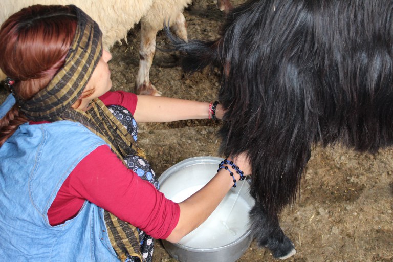yazidi7